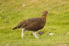 284grouse.jpg (231743 bytes)