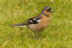 Chaffinch 023.jpg (275696 bytes)