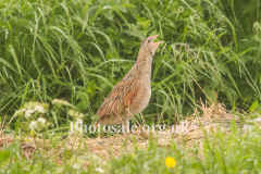 Corncrake6329.jpg (84203 bytes)