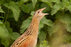 Corncrake.jpg (147770 bytes)