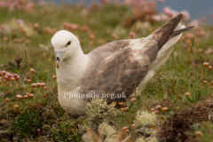 Fulmar5022.jpg (59764 bytes)