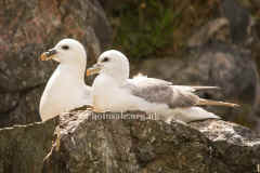 Fulmar6365.jpg (55642 bytes)