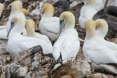 Gannet1034ps.jpg (59754 bytes)