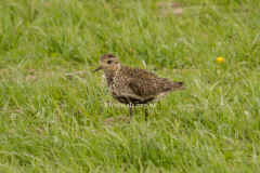 GoldPlover5683.jpg (75882 bytes)