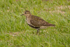 GoldPlover5688.jpg (77037 bytes)