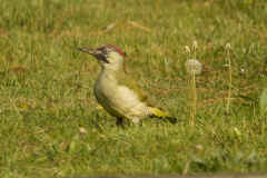 GreenWoodpecker 101web.jpg (279788 bytes)