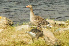 Greylag5942.jpg (83655 bytes)