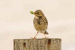 MeadowPipit5888.jpg (30305 bytes)