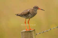 Redshank6096.jpg (25131 bytes)