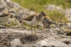 Sandpiper-2 039.jpg (247510 bytes)