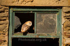 barnowl2web.jpg (70702 bytes)