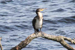 cormorant1250ps.jpg (76339 bytes)