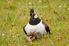 lapwing&chickweb.jpg (70236 bytes)