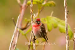 redpoll2web.jpg (41078 bytes)