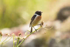 stonechat120.jpg (129933 bytes)