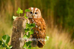 tawnyowl2web.jpg (57428 bytes)