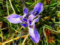 iris-fract.jpg (28791 bytes)