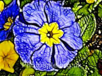 primrose-fract.jpg (41987 bytes)