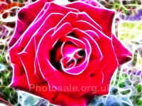 rose-flact.jpg (28591 bytes)